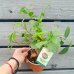 Ficus microcarpa (Fikus ženšenový) ‘GINSENG RETUSA’ - výška 15-20 cm, Ø 20-30 cm, kont. C1L Ficus microcarpa (Fikus ženšenový) ‘GINSENG RETUSA’ - výška 15-20 cm, Ø 20-30 cm, kont. C1L